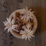 Edelweiss Mit Infrarotkabine Apartment *