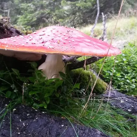 Edelweiss Mit Infrarotkabine Appartement Grosssolk