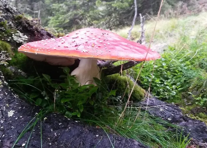 Edelweiss Mit Infrarotkabine Appartement Grosssolk